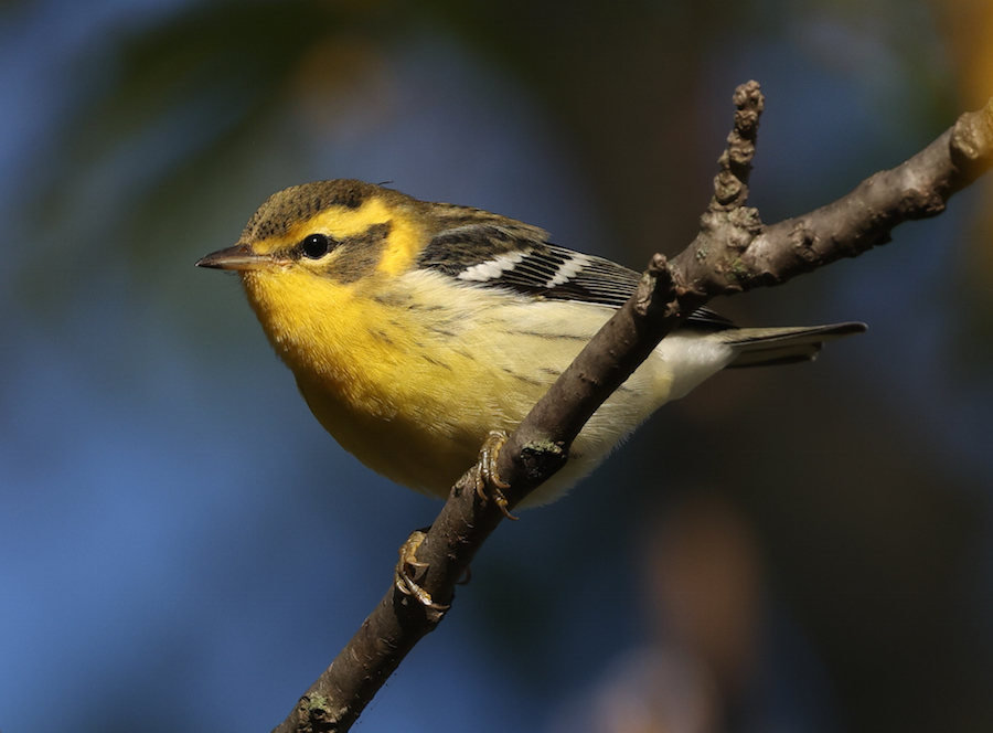 Blackburnian Warbler (first fall female)