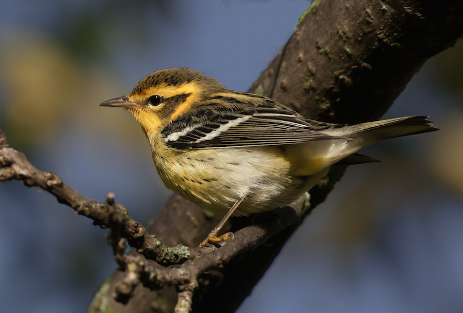 Blackburnian Warbler (first fall male or adult female)