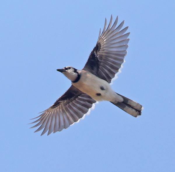 Blue Jay (in flight)