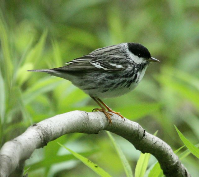 BLackpoll Warbler (spring male) photo #2