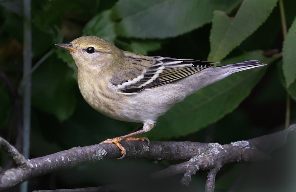 Blackpoll Warbler (adult female) 