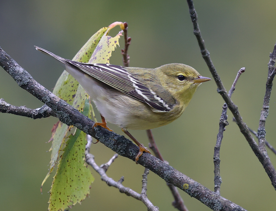BLackpoll Warbler (Fall adult)
