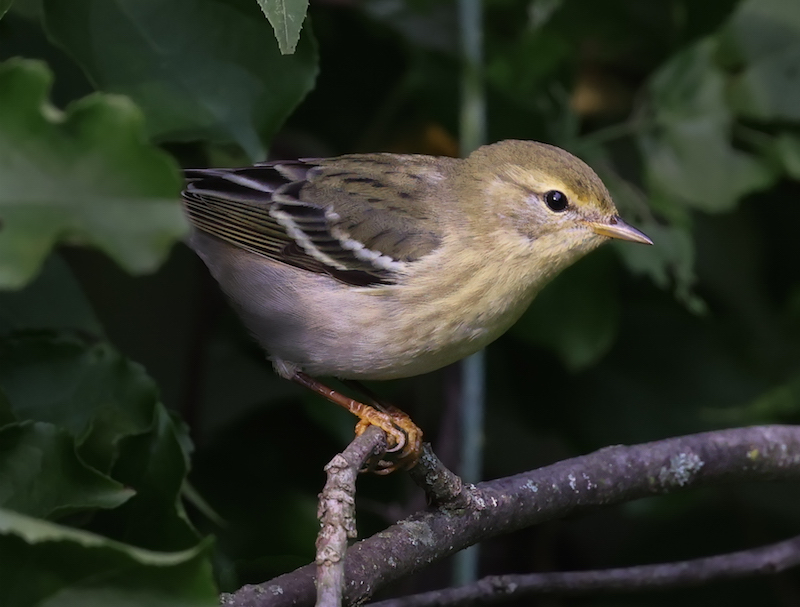 Blackpoll Warbler (adult female) 