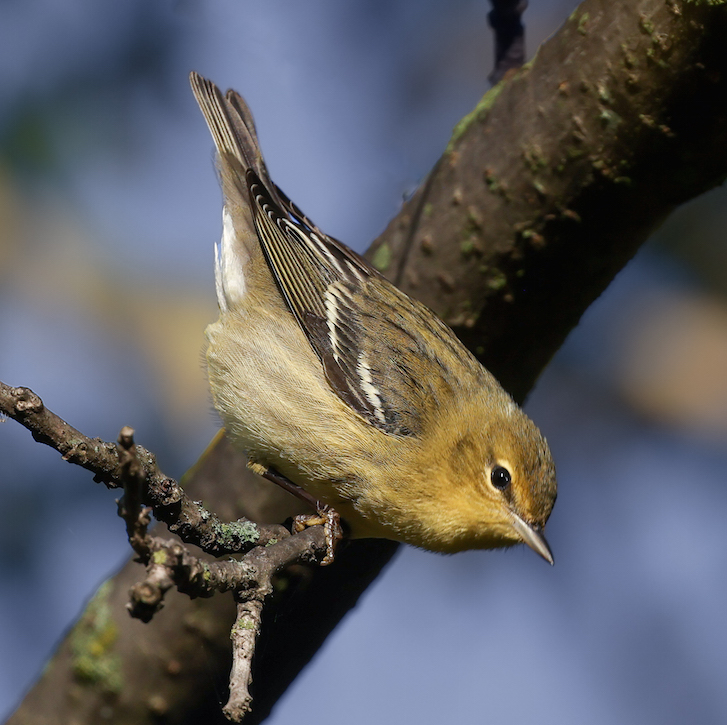 BLackpoll Warbler (first fall)