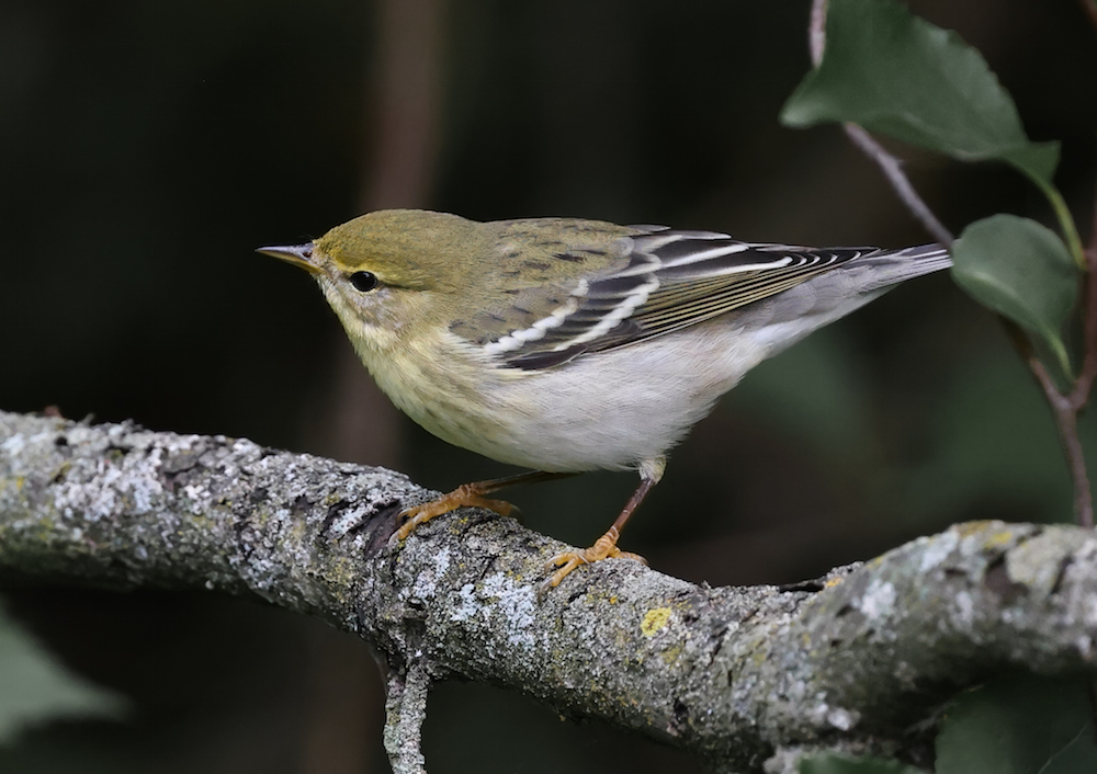 Blackpoll Warbler (adult female) 