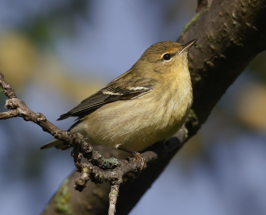 BLackpoll Warbler (first fall)