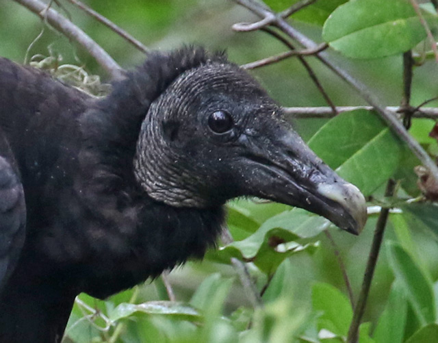 Black Vulture (juvenile)