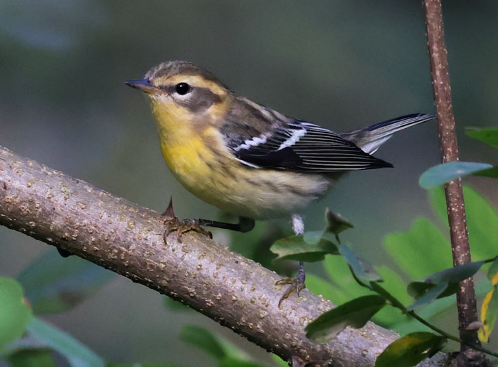 Blackburnian Warbler (first fall male or adult female)