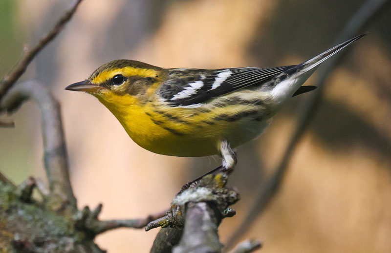 Blackburnian Warbler (fall adult male)