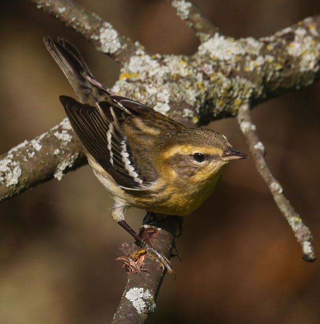 Blackburnian Warbler (first fall female)