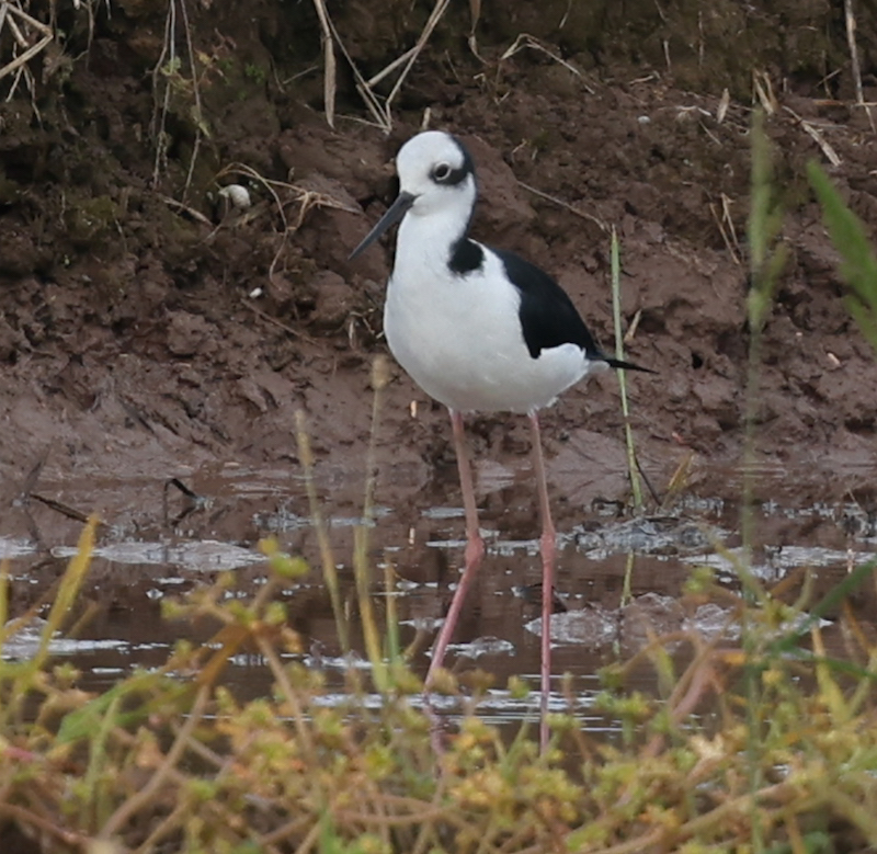 Black-necked Stilt 
