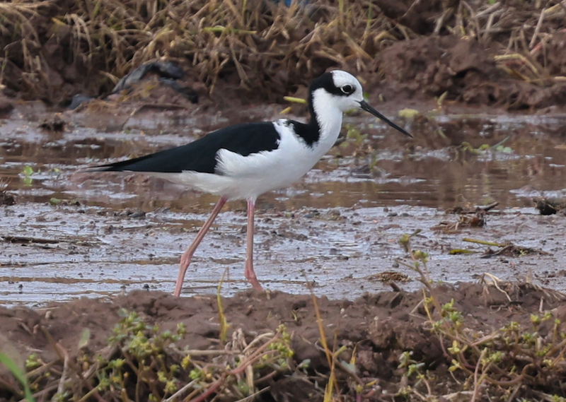 Black-necked Stilt 