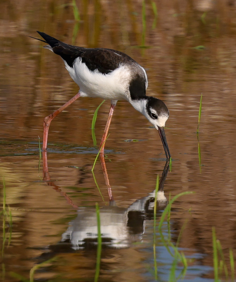 Black-necked Stilt 