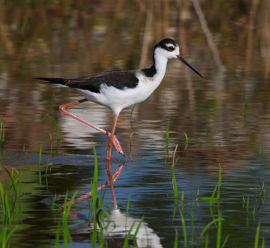 Black-necked Stilt 