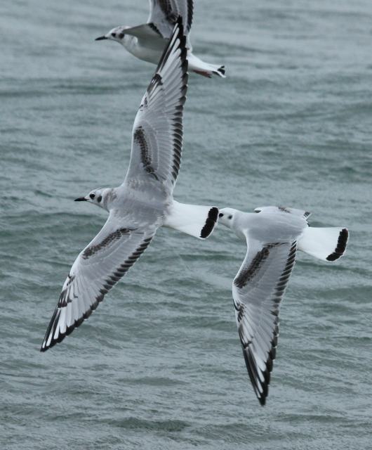 Bonaparte's Gull (1st cycle in flight)