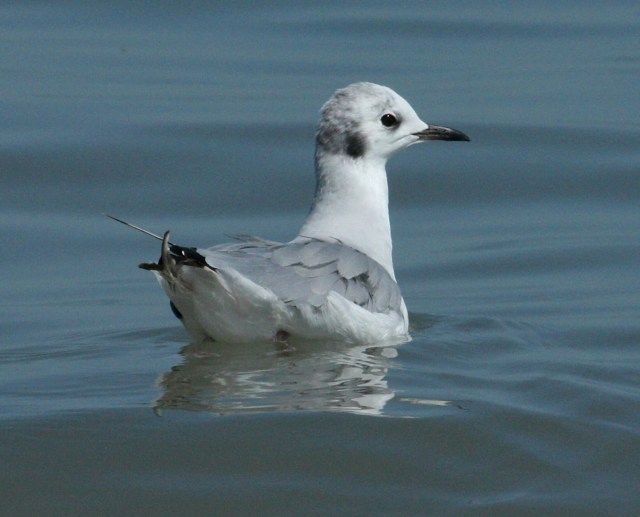 Bonaparte's Gull (non-breeding adult)