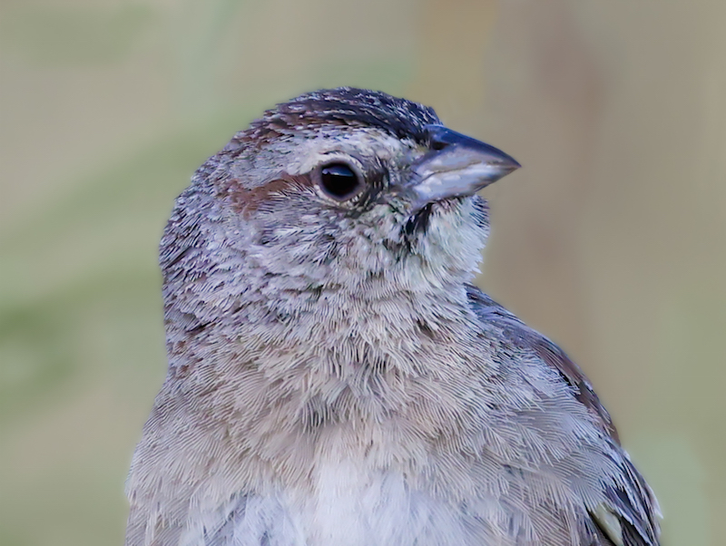 Botteri's Sparrow photo #4
