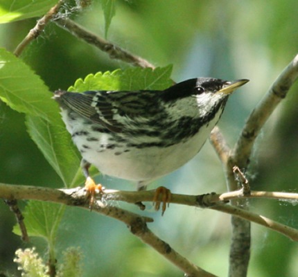 BLackpoll Warbler (spring male) photo #4