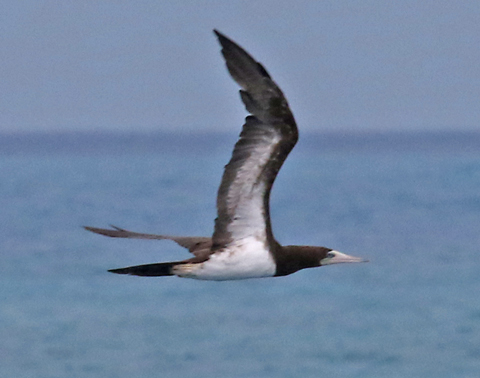 Brown Booby photo #1