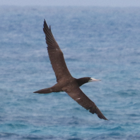 Brown Booby photo #2