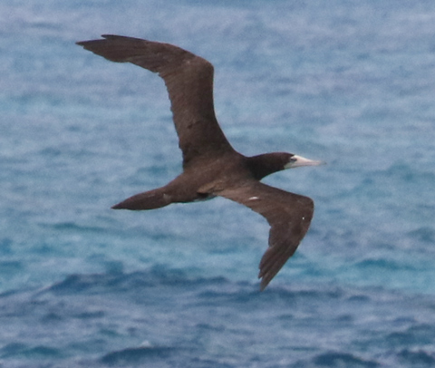 Brown Booby photo #3
