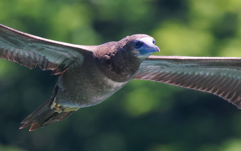 Brown Booby