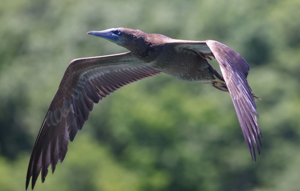 Brown Booby