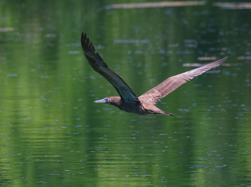 Brown Booby