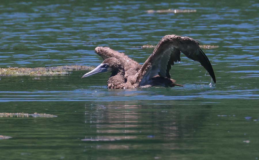 Brown Booby