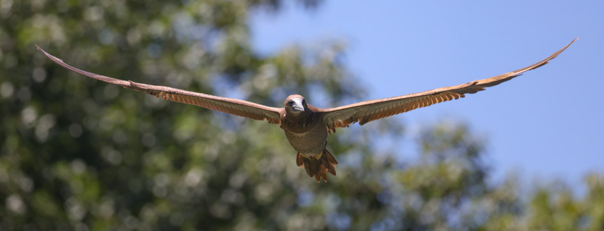 Brown Booby
