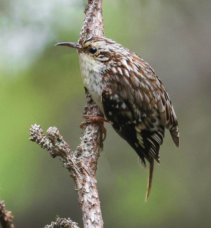 Brown Creeper photo #3