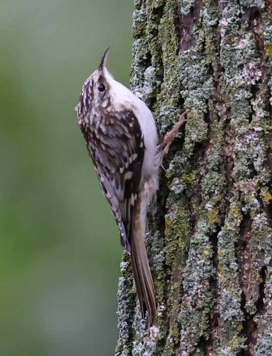Brown Creeper photo #1
