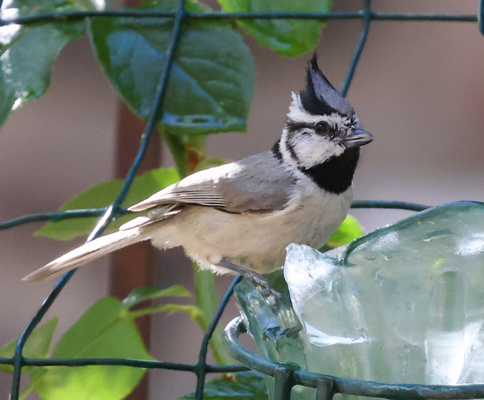 Bridled Titmouse