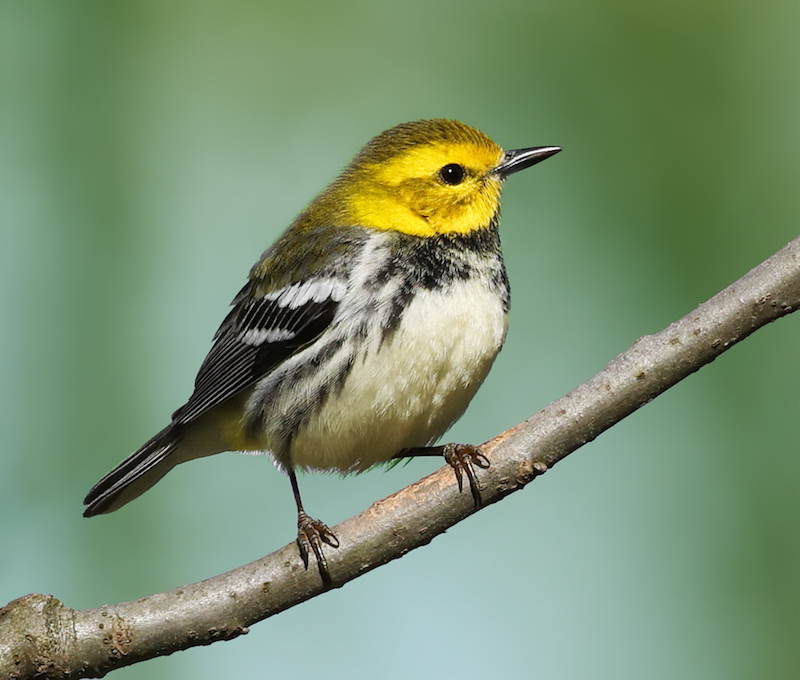 Black-throated Green Warbler photo #1