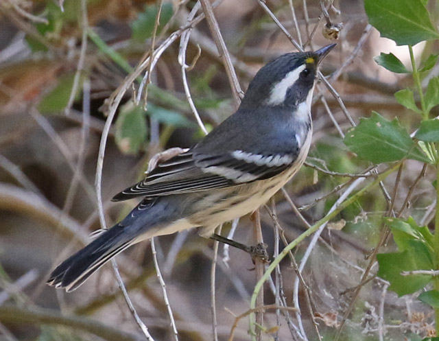 Black-throated Gray Warbler (adult female)