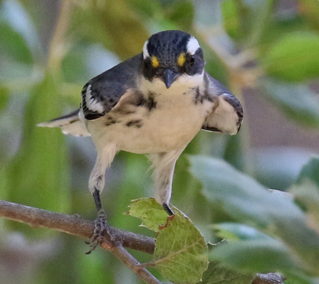 Black-throated Gray Warbler (adult female)