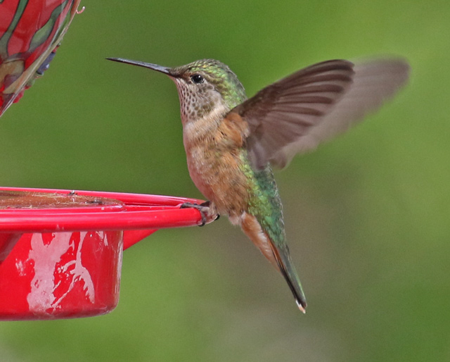 Broad-tailed Hummingbird photo #3