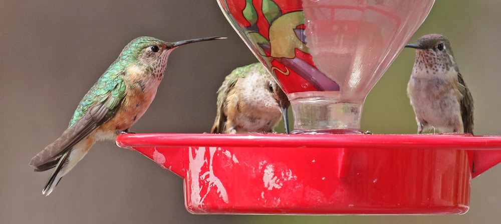 Broad-tailed Hummingbird photo #2