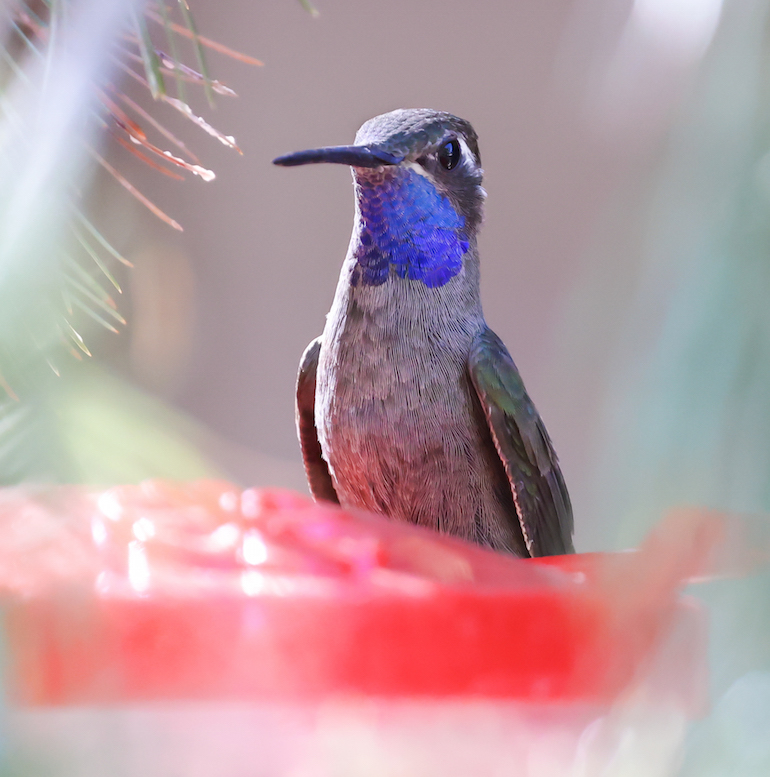 Blue-throated Mountain-gem