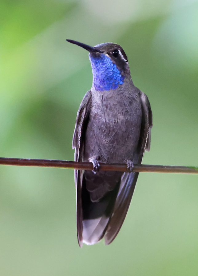 Blue-throated Mountain-gem