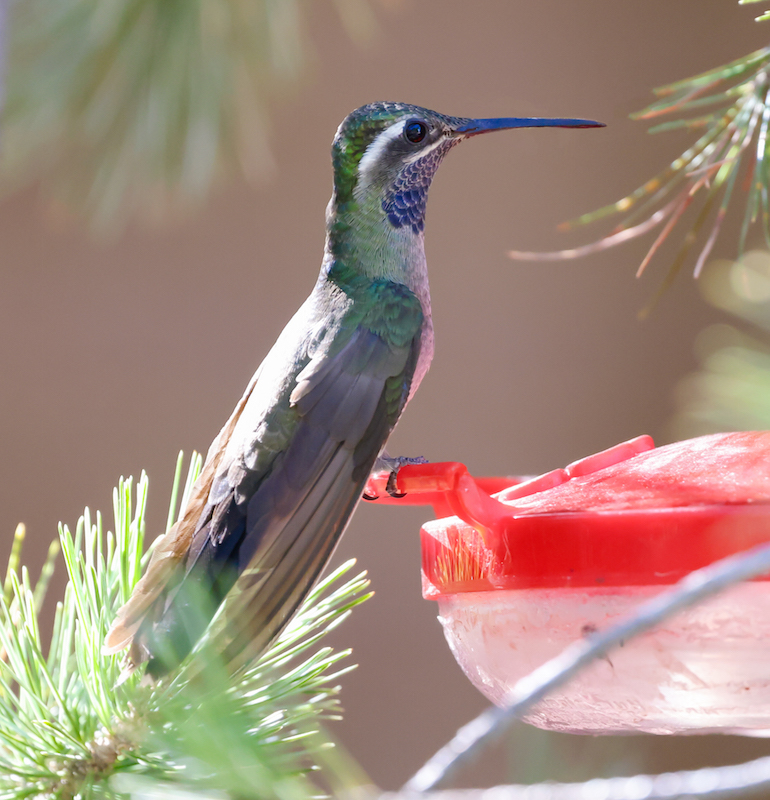 Blue-throated Mountain-gem