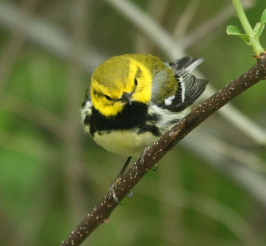 Black-throated Green Warbler photo #7