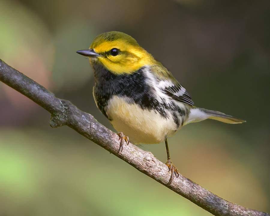 Black-throated Green Warbler