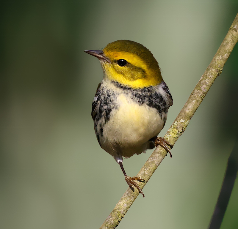Black-throated Green Warbler Photo 4