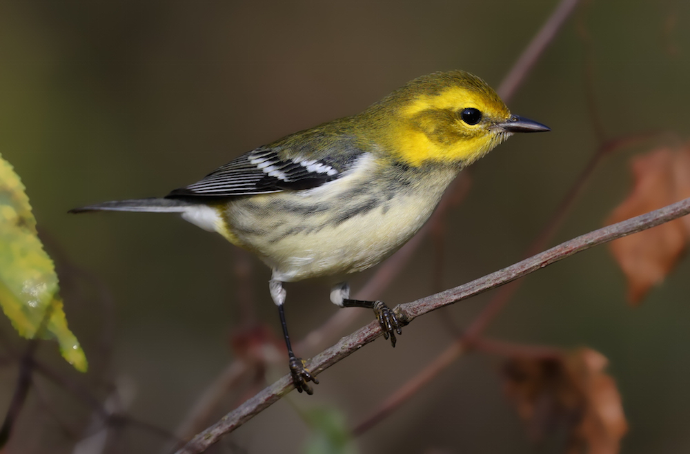 Black-throated Green Warbler Photo 3