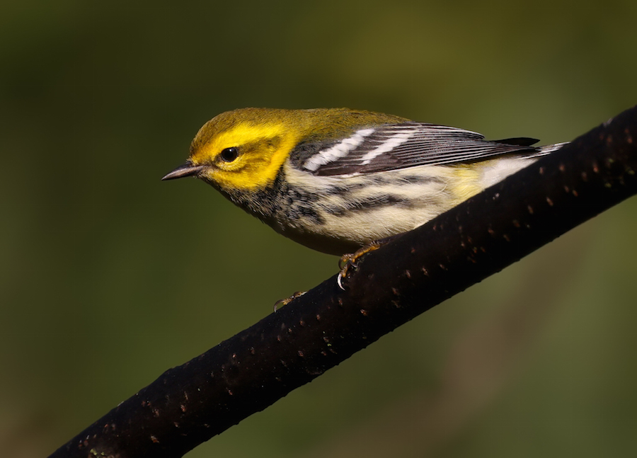 Black-throated Green Warbler Photo 2