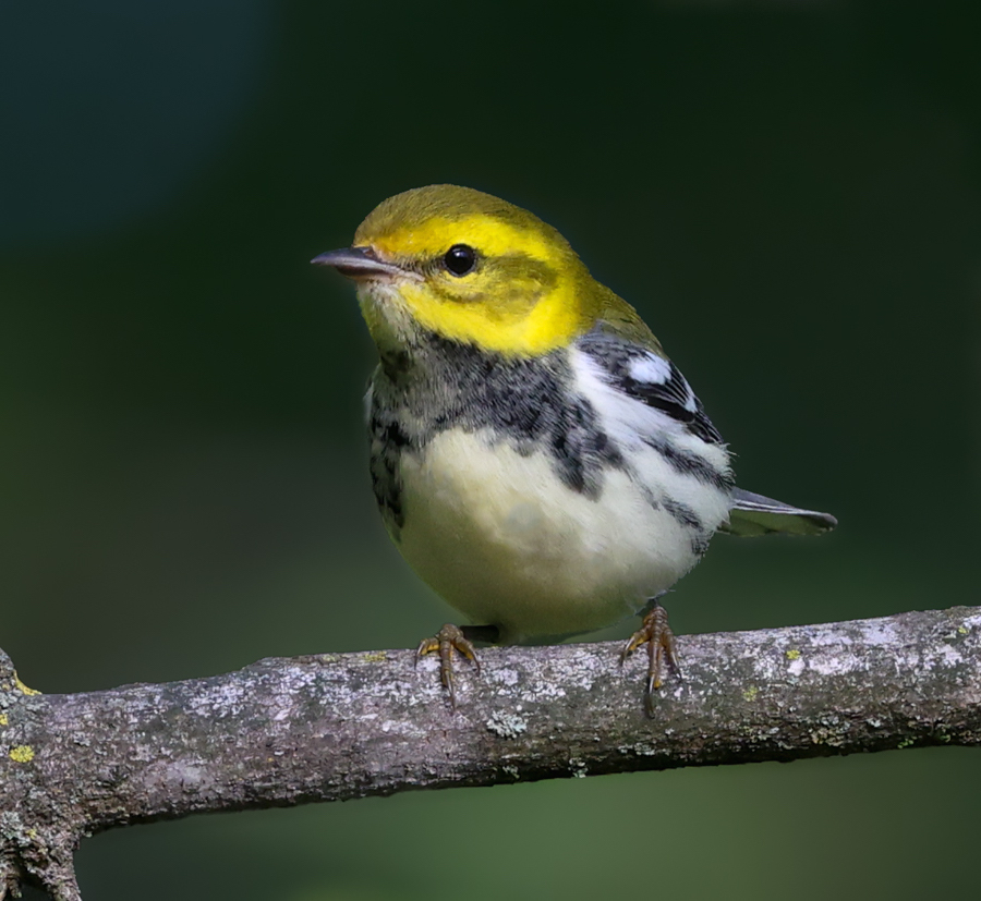 Black-throated Green Warbler