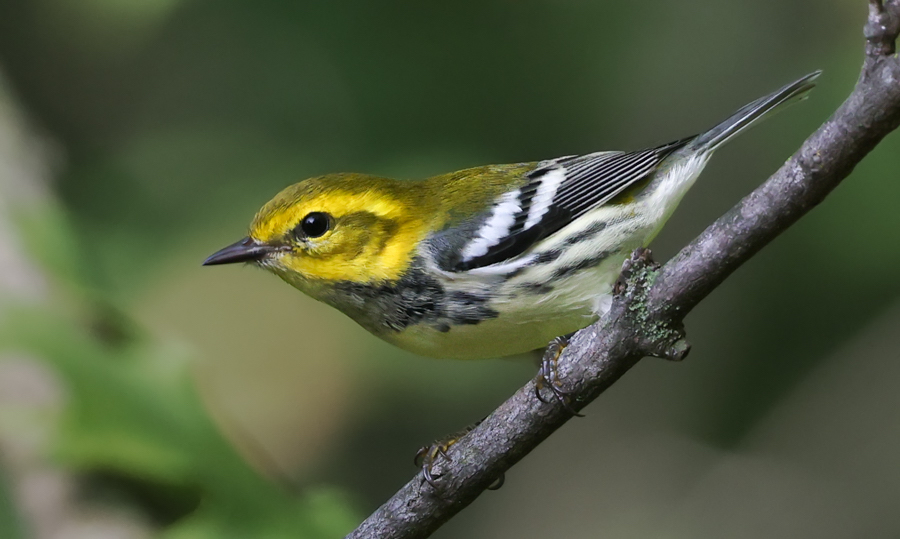 Black-throated Green Warbler