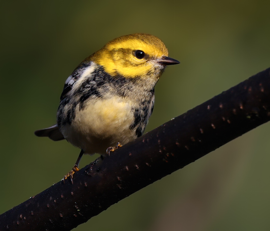Black-throated Green Warbler Photo 6