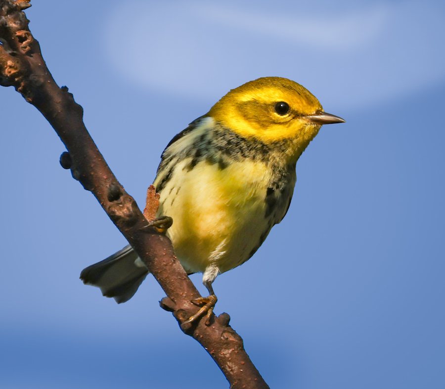 Black-throated Green Warbler Photo 14